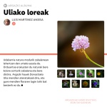 REVISTA TTAP Nº 161: Uliako loreak